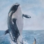 killer_whale