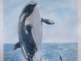 killer_whale