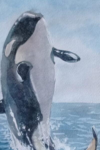 killer_whale