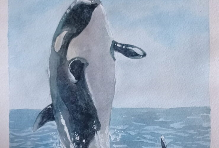 killer_whale