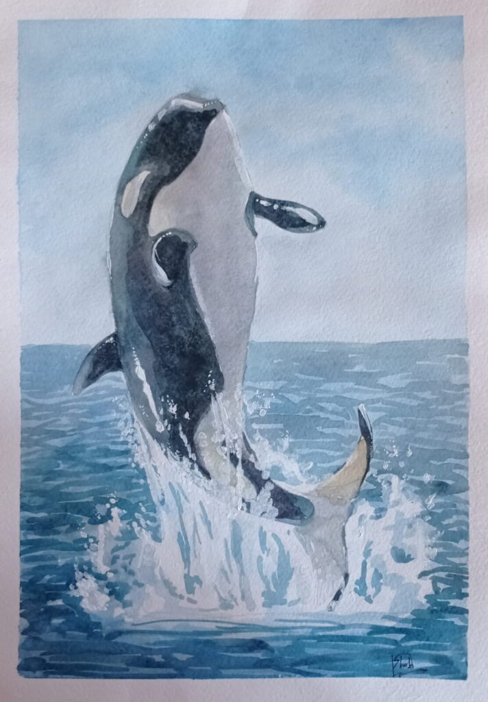 killer_whale