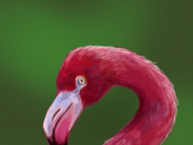 Flamingo