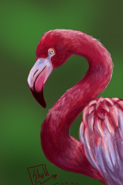 Flamingo