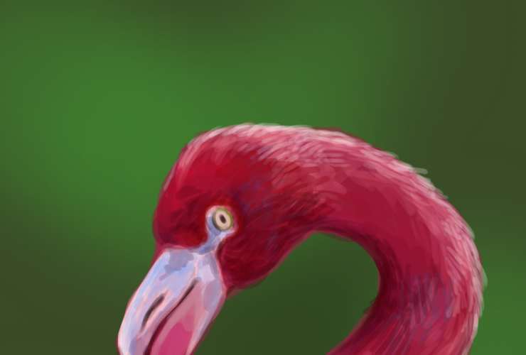 Flamingo